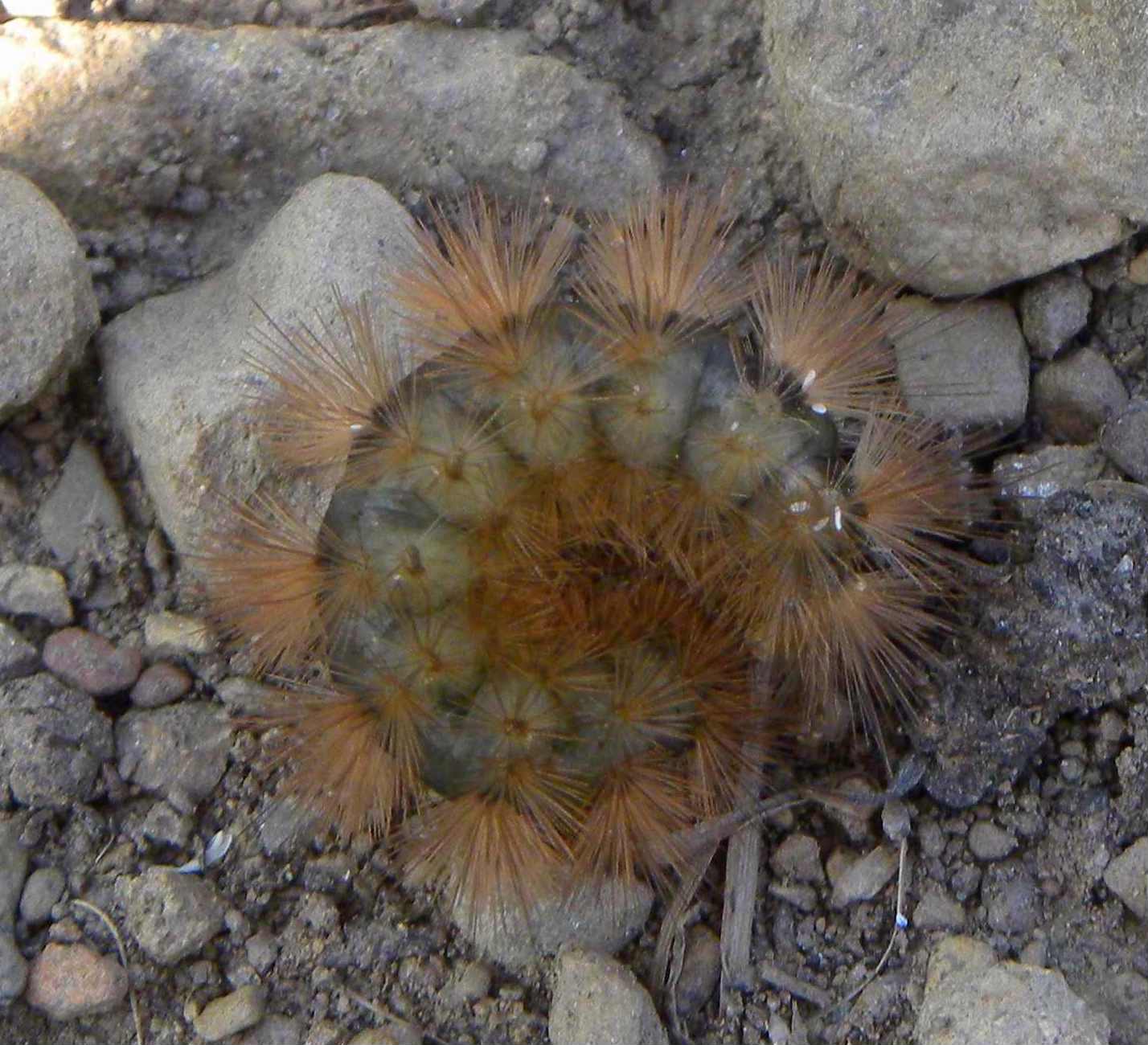 determinazione bruco - Erebidae Arctiinae, cfr. Phragmatobia fuliginosa